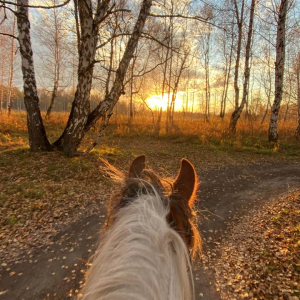 Прогулки верхом осенью в Новосибирске Прогулки верхом осенью в Новосибирске